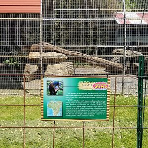 Natural Bridge Zoo - Mandrill
