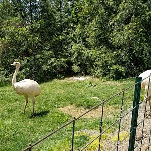 Natural Bridge Zoo - Rhea