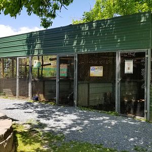 Natural Bridge Zoo - Eagle Owl, Ground Hornbill