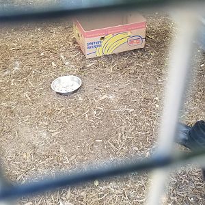 Natural Bridge Zoo - Southern Ground Hornbill, bowl full of dead mice