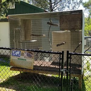 Natural Bridge Zoo - Red-handed Tamarin