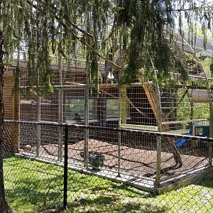 Natural Bridge Zoo - Tufted Capuchin