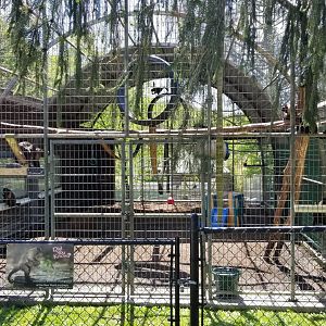 Natural Bridge Zoo - Tufted Capuchin