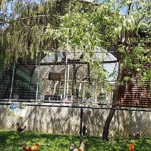Natural Bridge Zoo - Tufted Capuchin