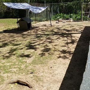 Natural Bridge Zoo - Black swan