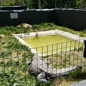 Natural Bridge Zoo - American Alligator