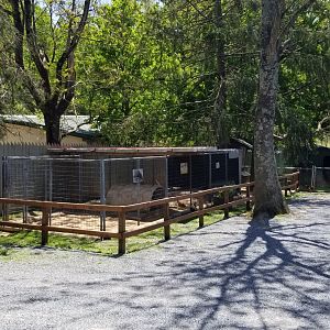 Natural Bridge Zoo - African crested porcupine