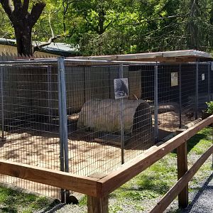 Natural Bridge Zoo - African crested porcupine