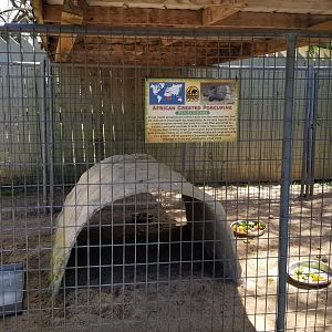 Natural Bridge Zoo - African crested porcupine