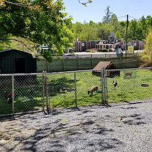 Natural Bridge Zoo - Reeves's Muntjac exhibit #2