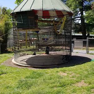 Natural Bridge Zoo - "White-throated Capuchin"