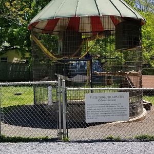 Natural Bridge Zoo - "White-throated Capuchin"