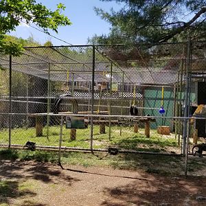 Natural Bridge Zoo - DeBrazza's monkeys