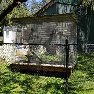 Natural Bridge Zoo - Cotton-top Tamarin