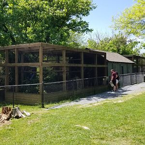 Natural Bridge Zoo - Red ruffed, black & white ruffed lemurs