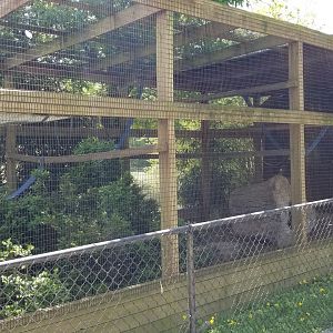 Natural Bridge Zoo - Red ruffed, black & white ruffed lemurs