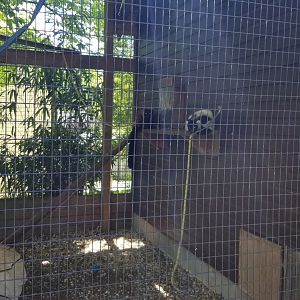 Natural Bridge Zoo - Red ruffed, black & white ruffed lemurs