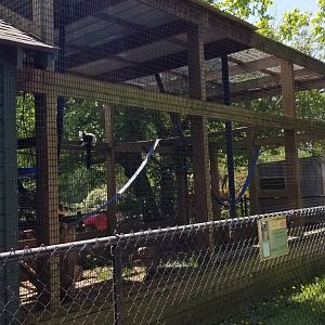 Natural Bridge Zoo - Black & white ruffed, ring-tailed lemurs