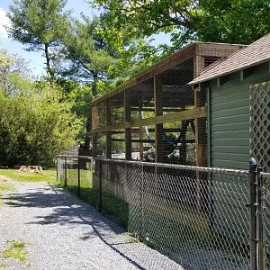 Natural Bridge Zoo - Red ruffed, black & white ruffed lemurs