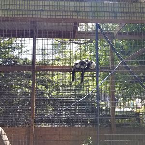 Natural Bridge Zoo - Black & white ruffed lemurs