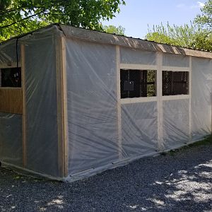 Natural Bridge Zoo - Blue-fronted Amazons (10 of them)