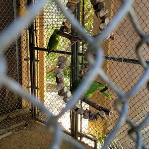 Natural Bridge Zoo - Blue-fronted Amazons (10 of them)