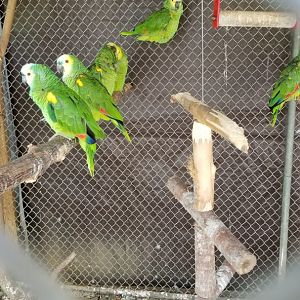Natural Bridge Zoo - Blue-fronted Amazons (10 of them)