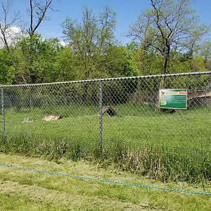 Natural Bridge Zoo - Reeves's muntjac exhibit #3