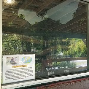 Natural Bridge Zoo - Chinchilla