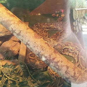 Natural Bridge Zoo - Burmese python