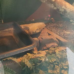 Natural Bridge Zoo - Burmese python