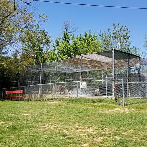 Natural Bridge Zoo - Asian Black Bear