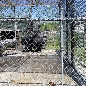 Natural Bridge Zoo - Asian Black Bear