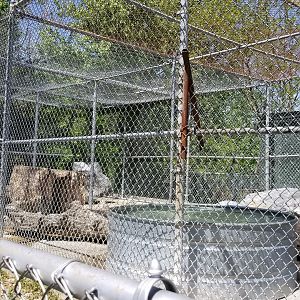Natural Bridge Zoo - Asian Black Bear