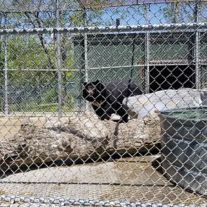 Natural Bridge Zoo - Asian Black Bear