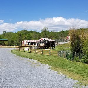 Natural Bridge Zoo - Fallow deer, African elephant