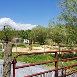 Natural Bridge Zoo - African elephant yard