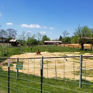 Natural Bridge Zoo - African elephant yard