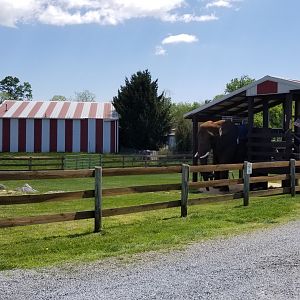Natural Bridge Zoo - African elephant, rides are $15