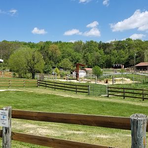 Natural Bridge Zoo - African elephant