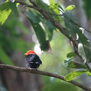 Red-capped Manakin