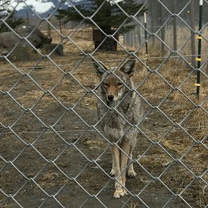 Coyote