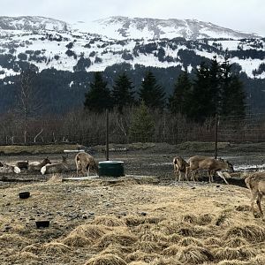 Sitka Blacktail Deer and Elk.