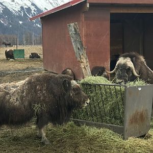 Muskox and Moose