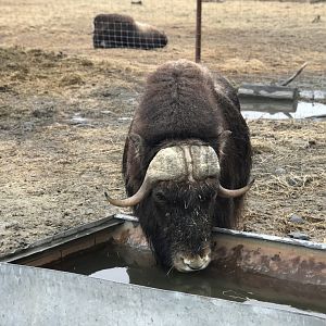 Muskox