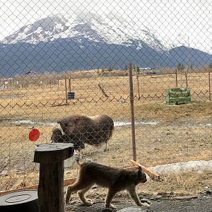 Canada Lynx and Muskox