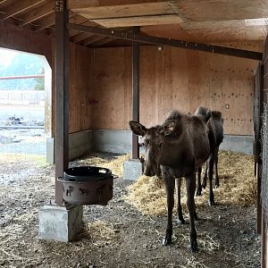 Moose Shelter