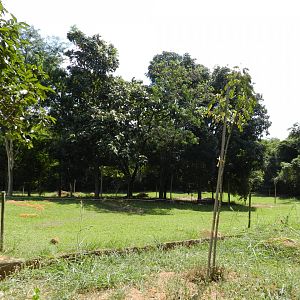 Bactrian camel exhibit - Belo Horizonte zoo