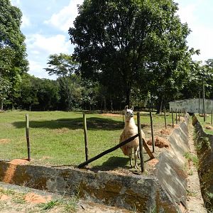 Llama exhibit - Belo Horizonte zoo
