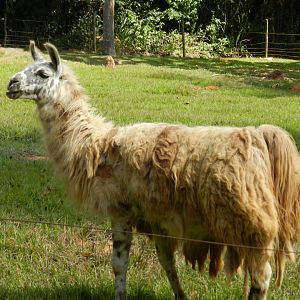Llama - Belo Horizonte zoo